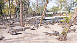 Mymensingh_crocodiles.jpg