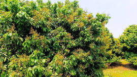 Pabna litchi 3.jpg