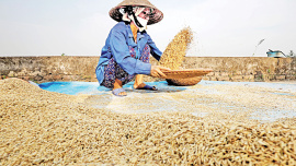 Global-rice.jpg