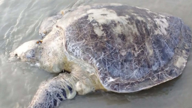 Three turtles of rare species washed ashore along Kuakata sea beach in the past 14 days. Photo: Star