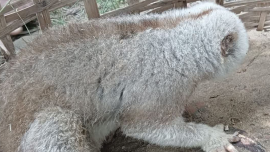 Slow Loris rescued.png