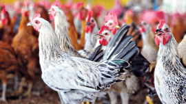 chicken-market-price-sonali.jpg