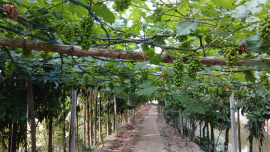 grape-farming-thakurgaon-1.jpeg