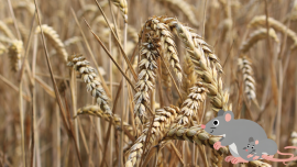 Australia mouse.png