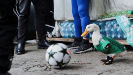 2026-06-17T015913Z_853004316_RC29VLAM3LBH_RTRMADP_3_SOCCER-WORLDCUP-MEXICO-DUCK.JPG