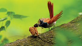 Birds.jpg