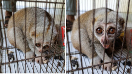 slow_loris (1).jpg