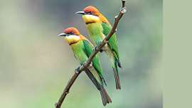 Birds.jpg