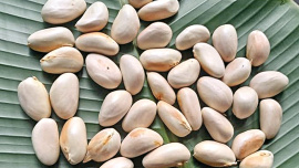 Jackfruit_seed.jpg