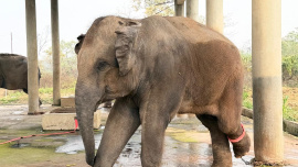 !_Samrat_captive elephant.jpeg