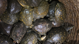 According to the Forest Department, the rescued the endangered turtles included Indian softshell turtles, locally known as “sundhi kachim”, and spotted pond turtles, locally known as “kori kaitta”. Photo: Star