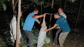 Ten rescued Bengal monitors return to the wild after being recovered from captivity in Khagrachhari. Photo: Collected
