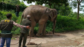 Elephant_Rescue_Return_25-8-26.PNG