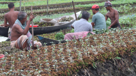 Rain-losses-sapling-growers.jpg