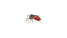 dengue.jpg