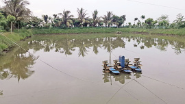 shrimp-farms-1.jpg