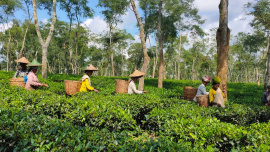 tea workers 1.jpg
