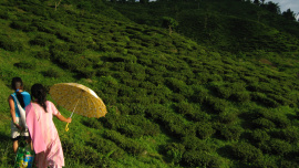 2. Tea Garden.jpg