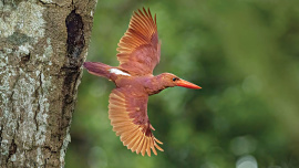 Birds.jpg