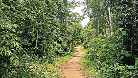 Moheskhali-forest.jpg
