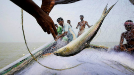 hilsa-file-reuters.jpg
