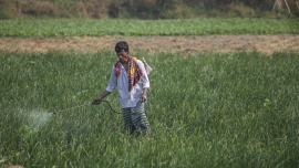 1_pesticide use.jpg