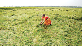 OP2-Paddy_field.jpg