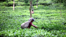 tea workers rights in Bangladesh