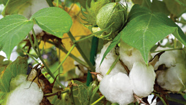 cotton.jpg