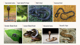 habibat day_snake.png