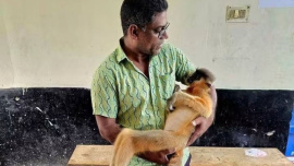 langur.jpg