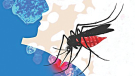 Dengue mosquito.jpg