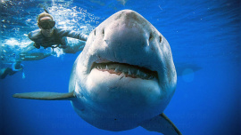 Great white shark-wb.jpg
