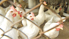 poultry-shortage-1.jpg