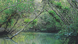 Mangrove Forest Sundarbans