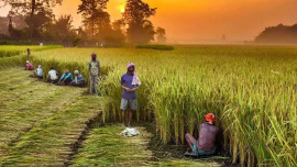 agri-subsidy-should.jpg