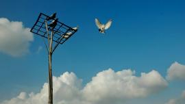 A bird taking flight from a pole while two other birds watch. 