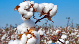 Cotton import likely to drop