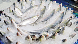 Hilsa export