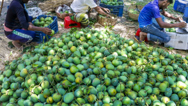 mango export from Bangladesh to China