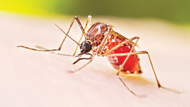 rising dengue cases in Bangladesh
