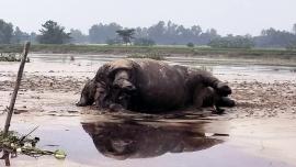 kurigram_dead_animal-01.jpg