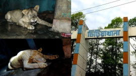 Is this the wildlife experience we want? Mirpur Zoo is failing its animals