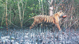 tiger census.jpg