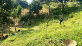 Lawachhara-national-park