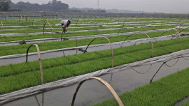 Edited--Boro Seedling Farming.jpg