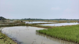 Bagerhat salinity _a3e1.jpg