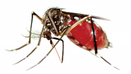 dengue death toll in Bangladesh today