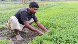 Coriander leaf farmers delighted with high prices consumers disappointed_ac45.jpg
