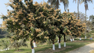 Rajshahi_Mango_Orchad_.jpg